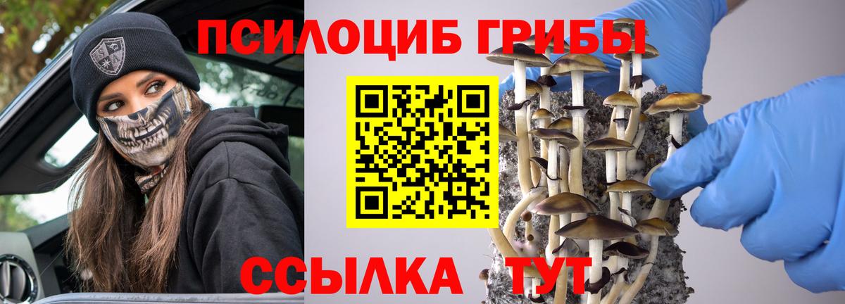 Галлюциногенные грибы Psilocybe Королёв